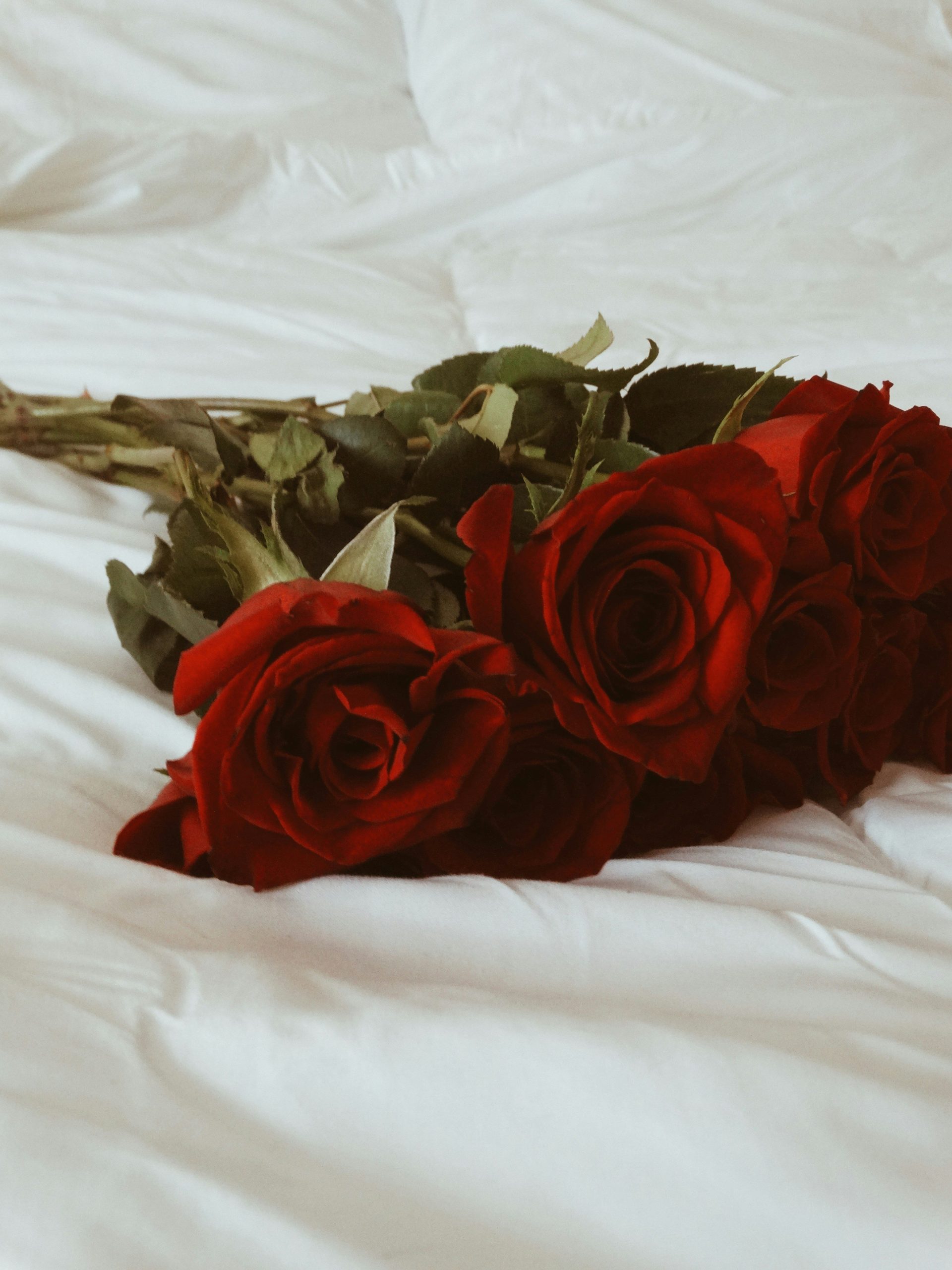 roses rouges sur textile blanc